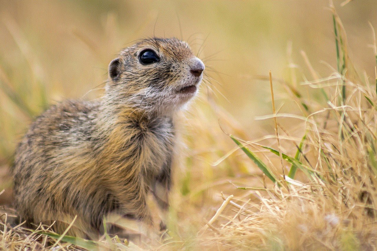 Tihany Squirrel