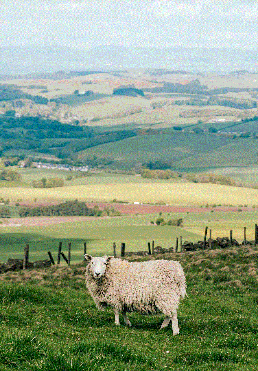 Scotland Sheep