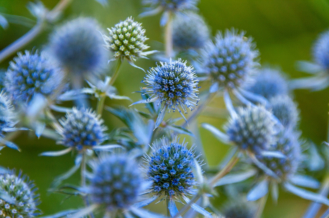 Blue Eryngo Flowers