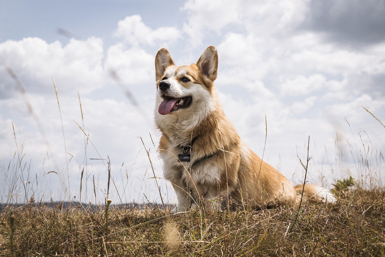 Pembroke Welsh Corgi Welsh Corgi