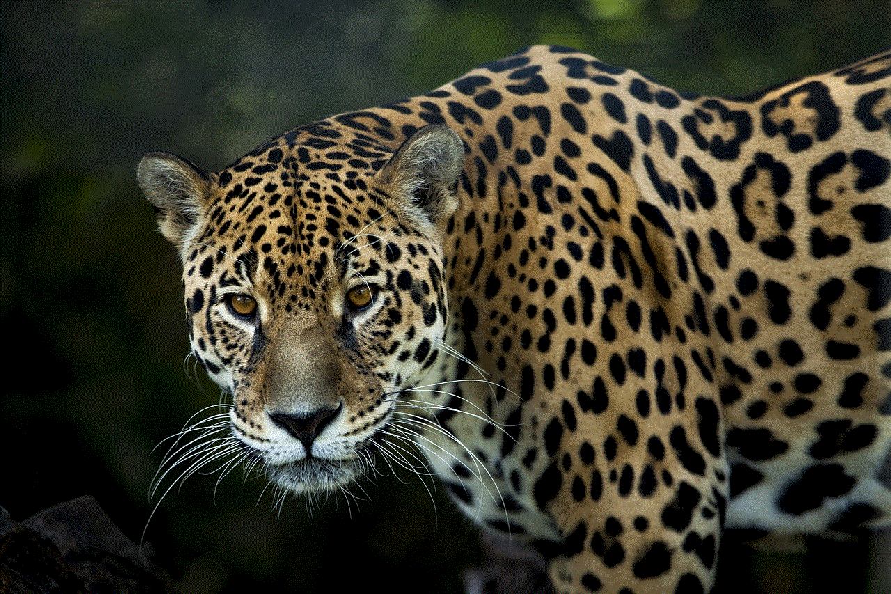 Jaguar Feline