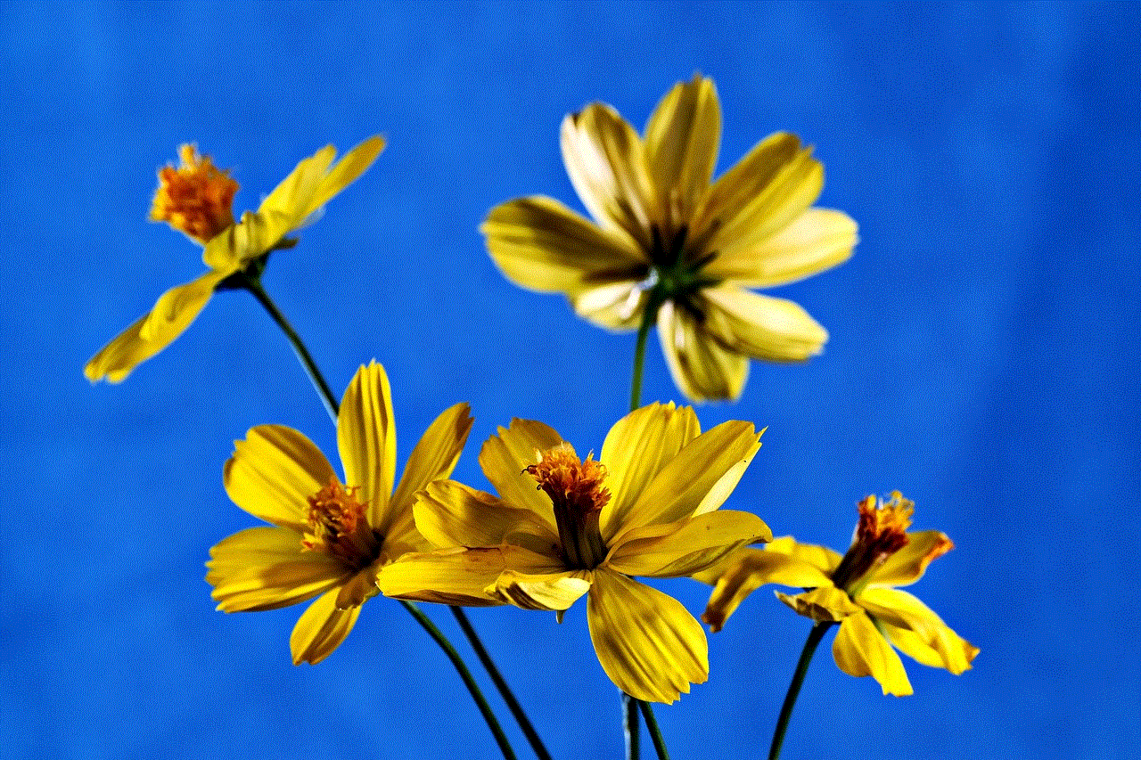 Flowers Cosmos