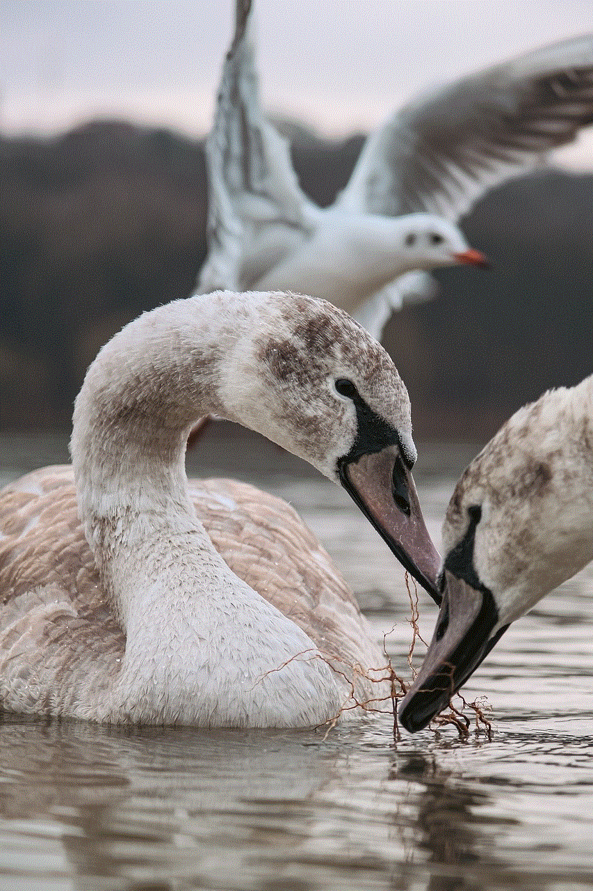 Birds Swan