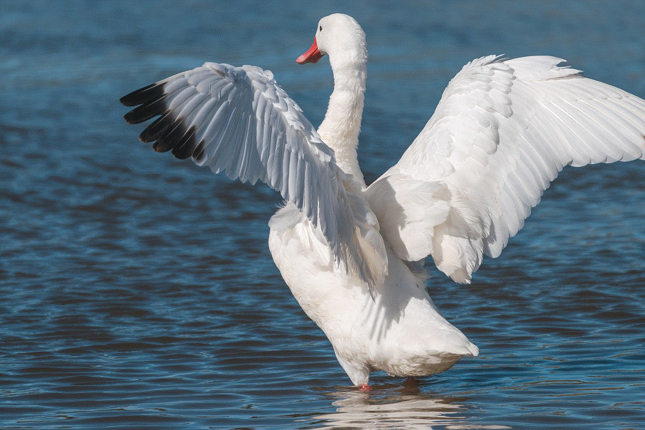 Swan Coscoroba Swan