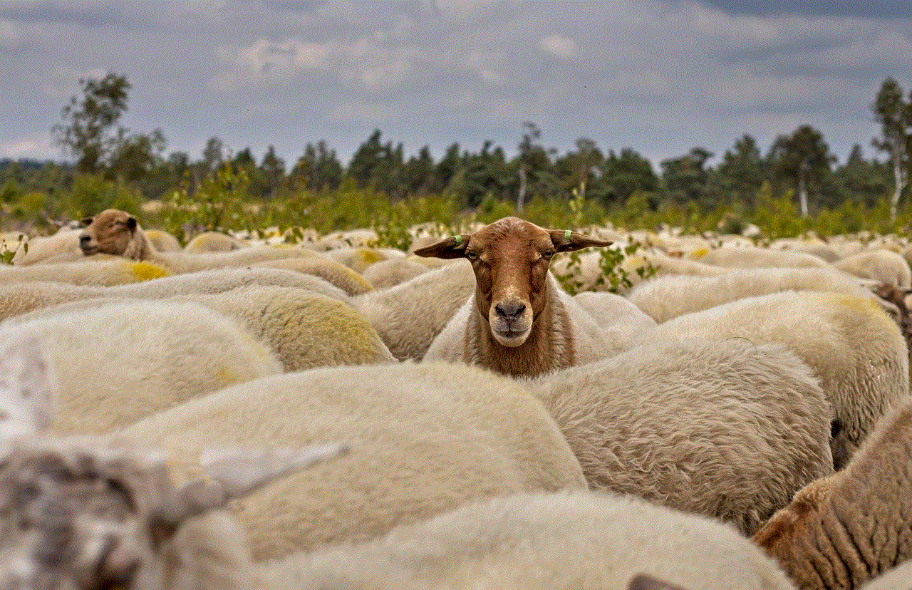 Herd Of Sheep Sheep