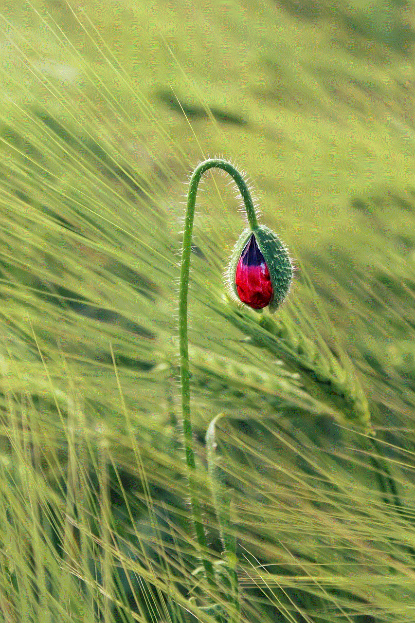 Flower Beautiful Flowers