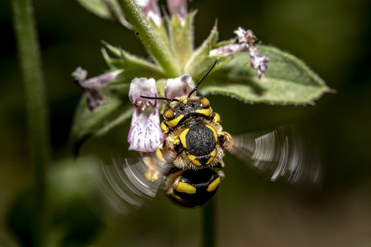 Insect Bee