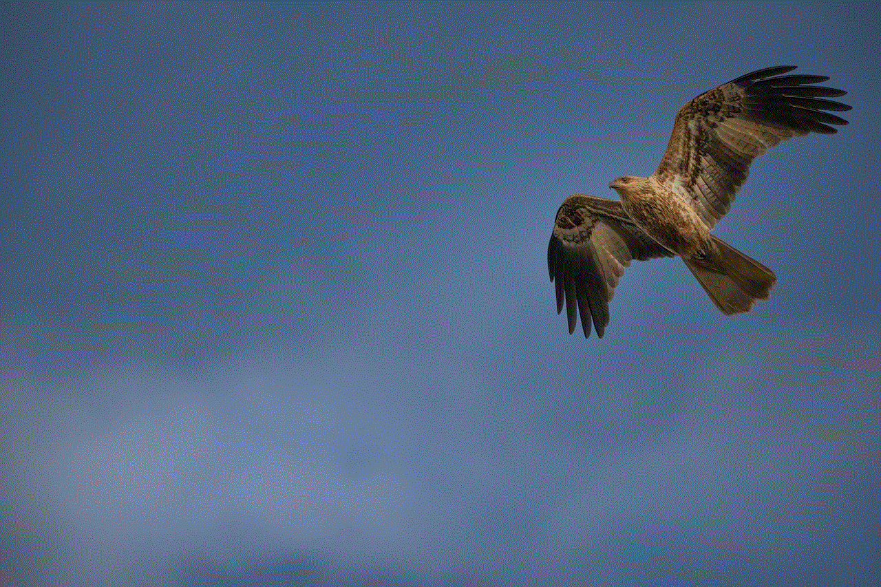 Whistling Kite Bird