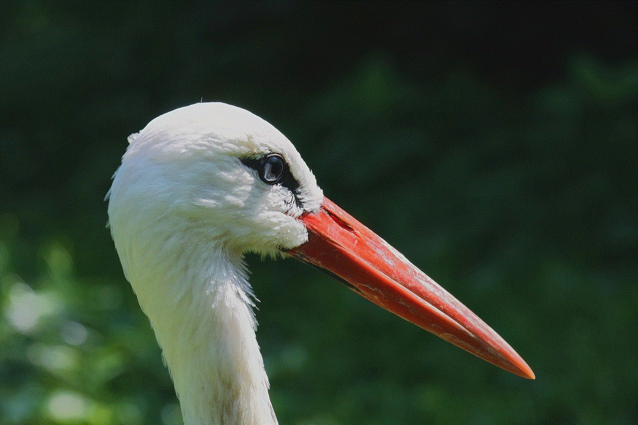 Stork Bird