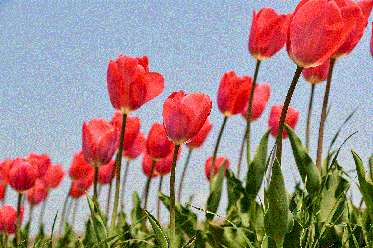 Flowers Tulips