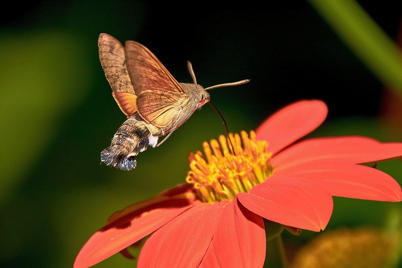 Hummingbird Hawk Moth Butterfly