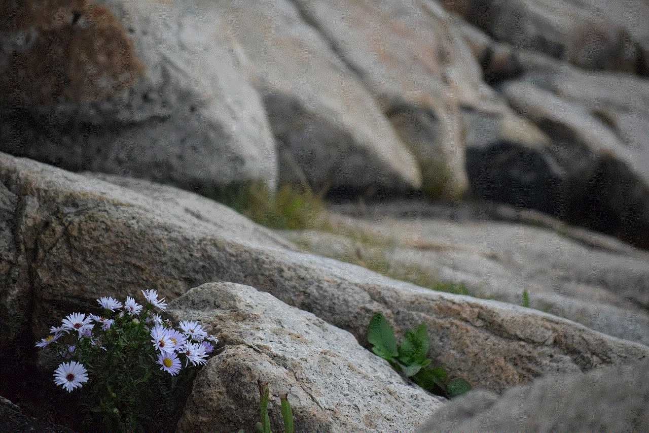 Rocks Purple Flowers