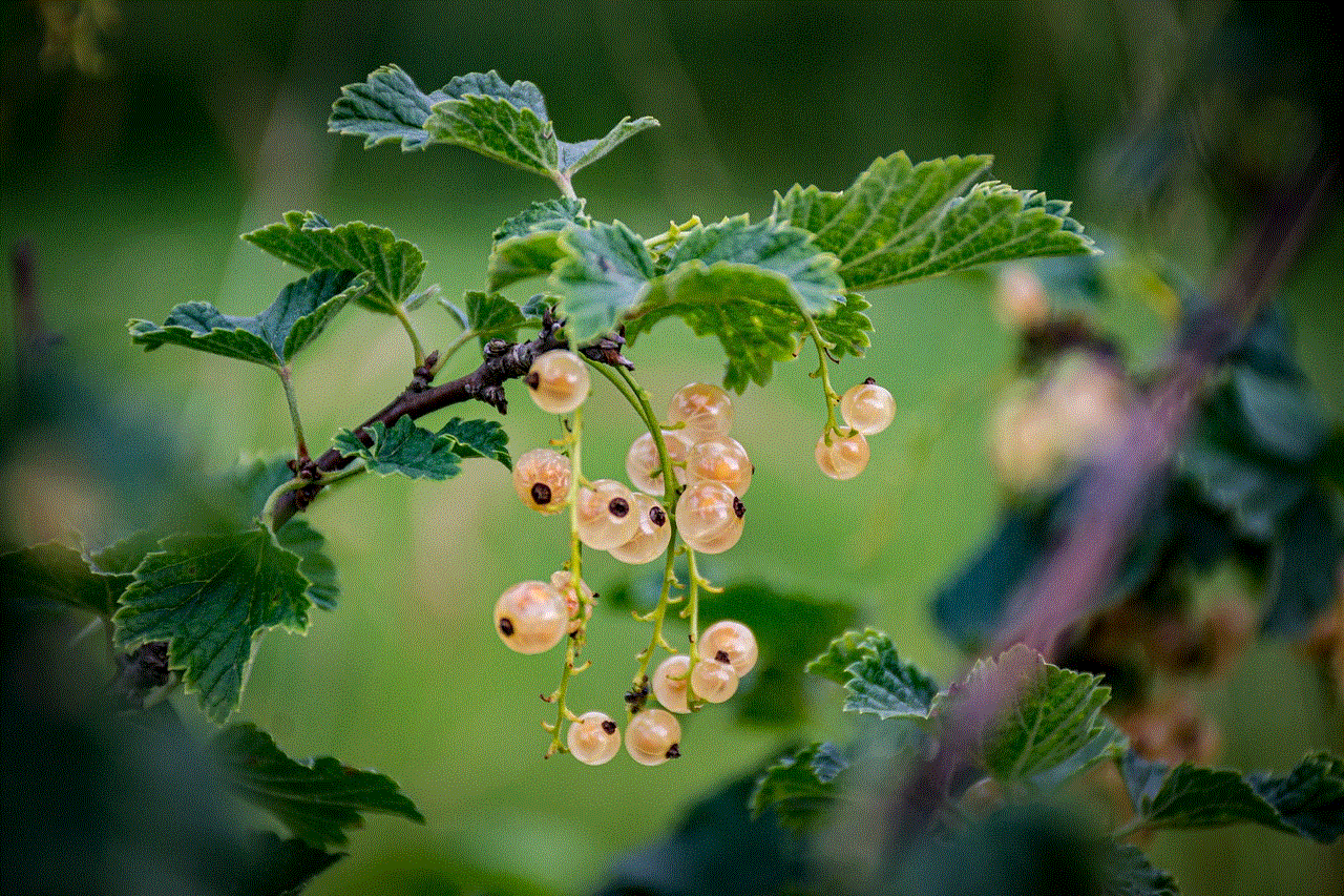 Currants Plant