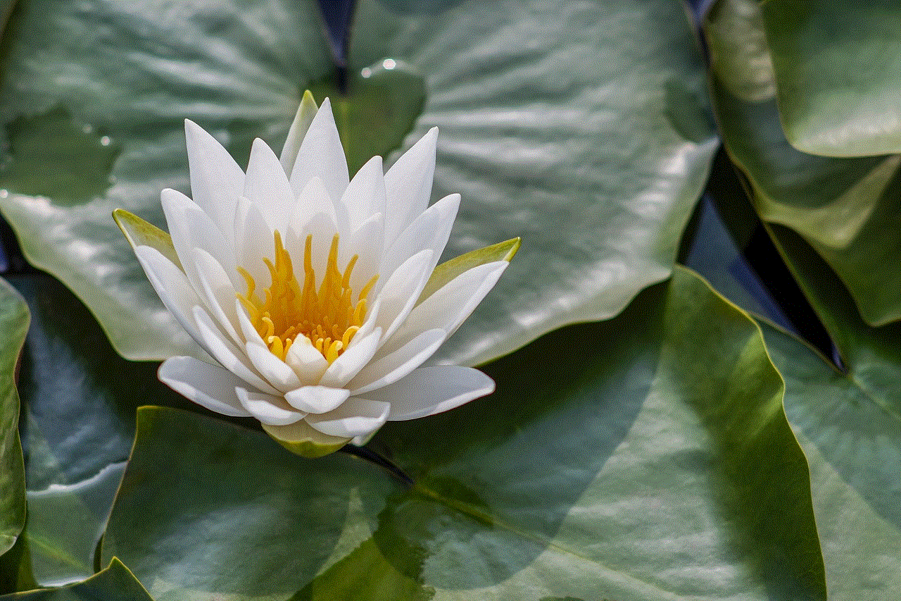 Lotus Flower