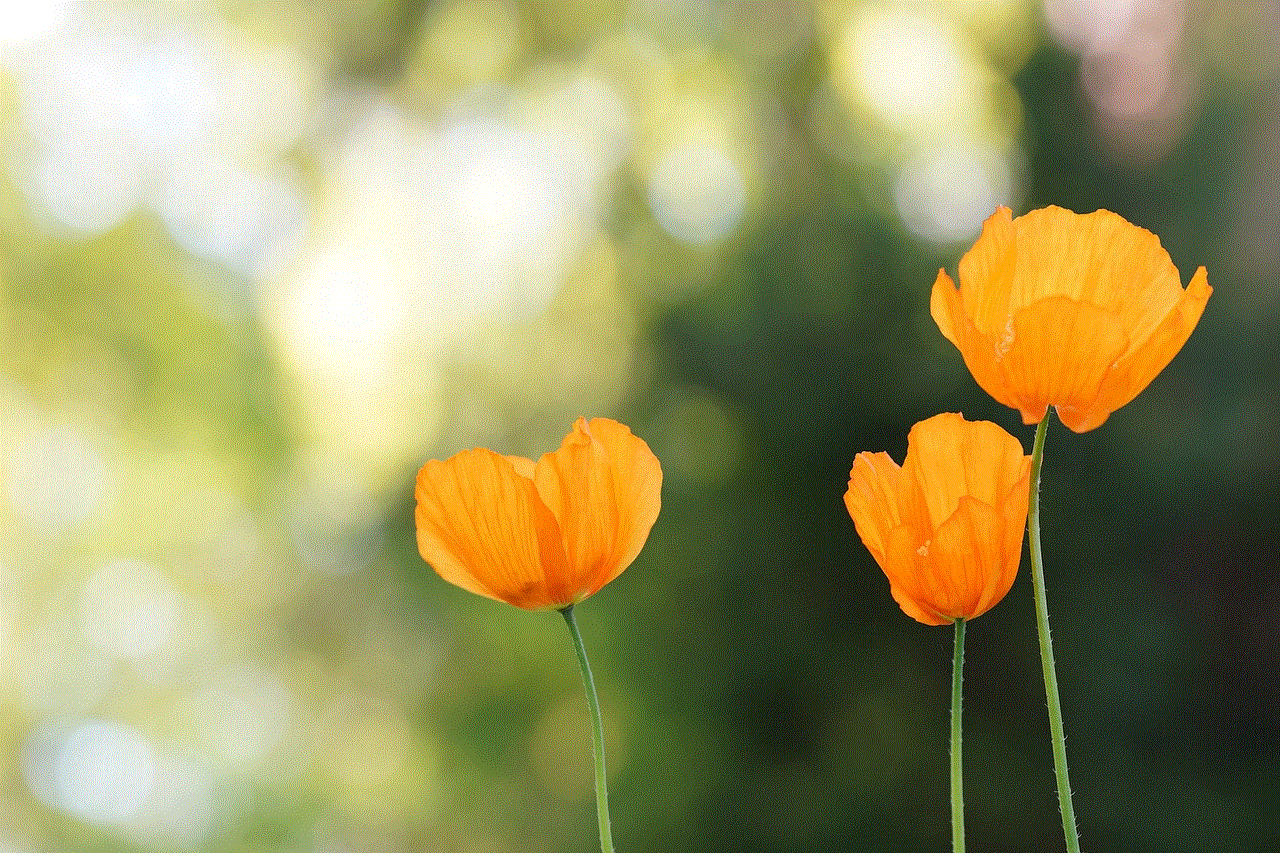 Poppies Flowers