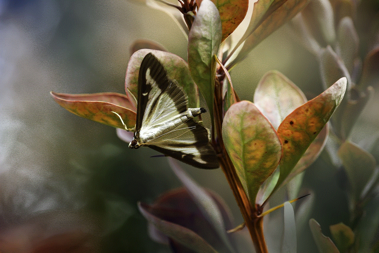 Butterfly Insect Butterfly Insect