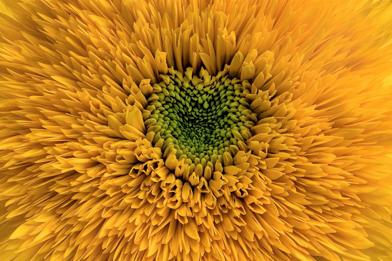 Sunflower Flower