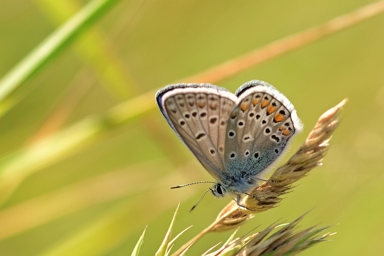 Butterfly Common Blue