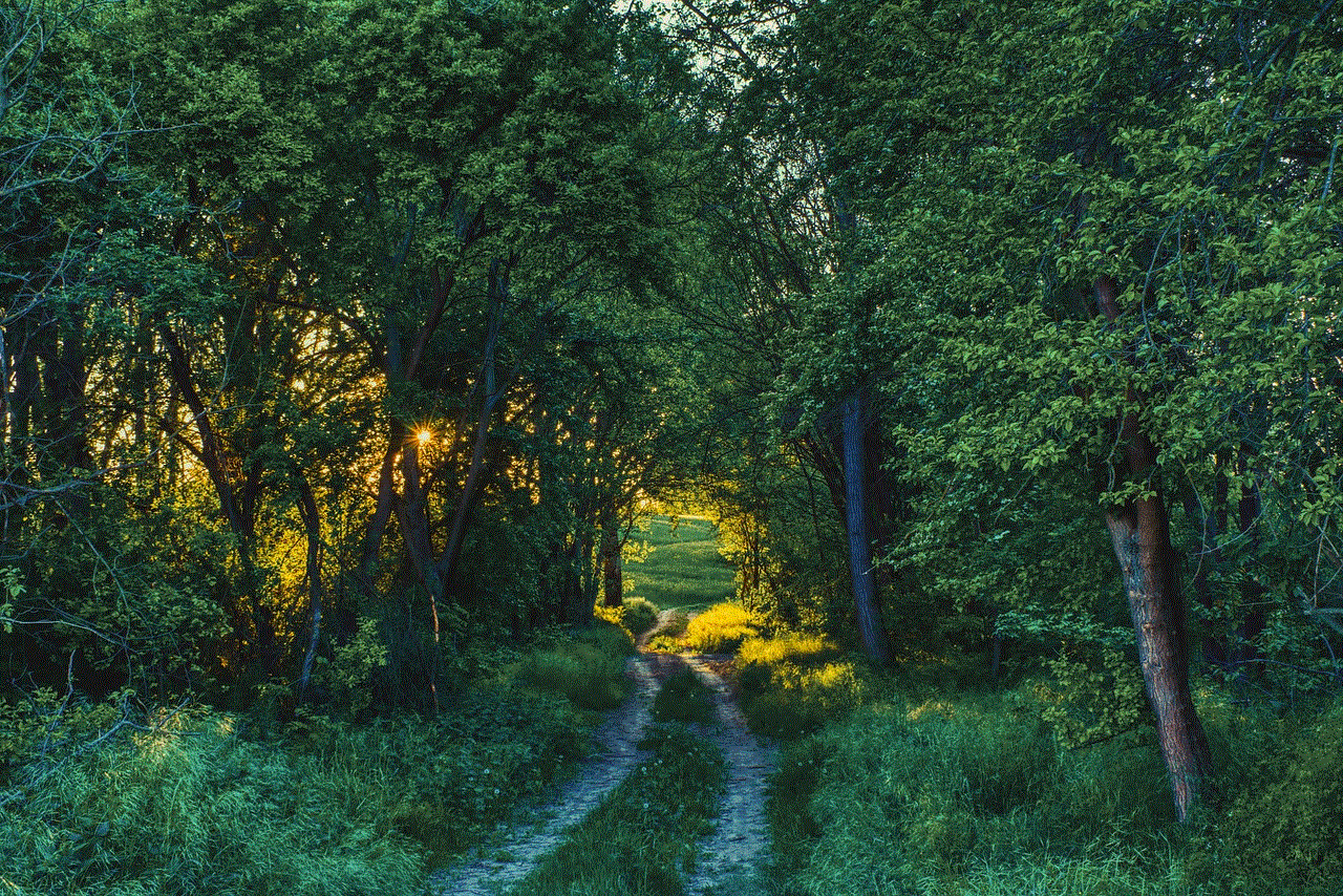 Dirt Road Forest