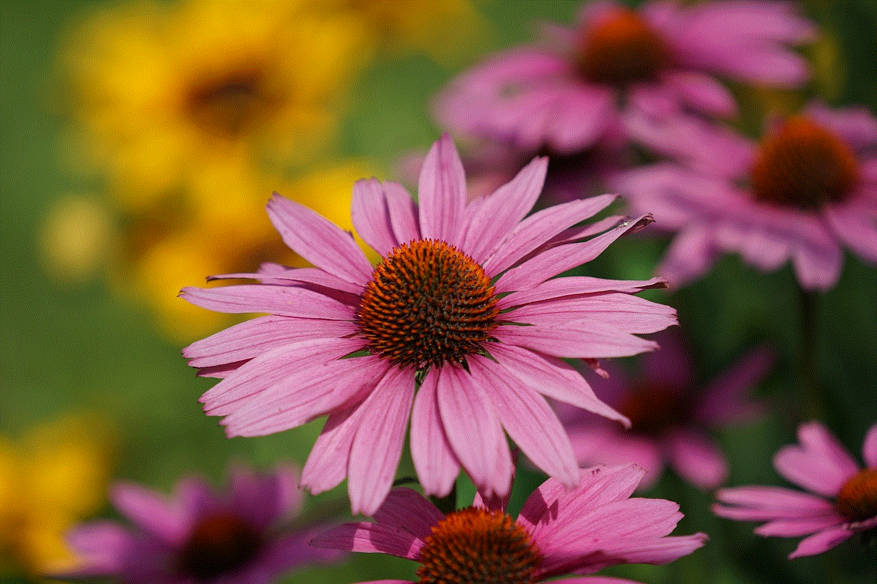 Coneflowers Flower Wallpaper