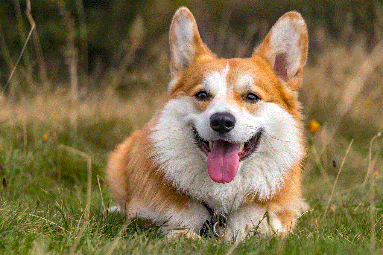 Corgi Dog