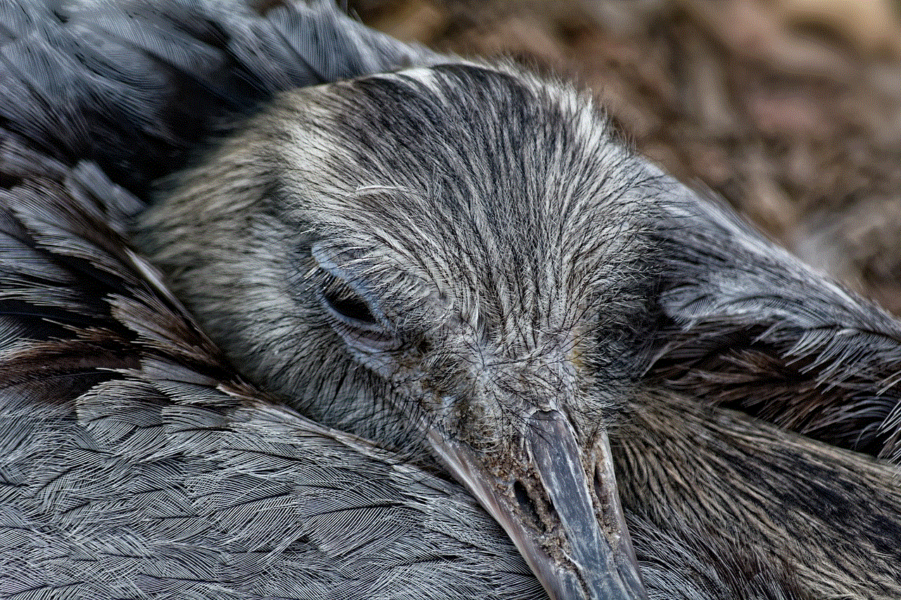 Bird Feathers