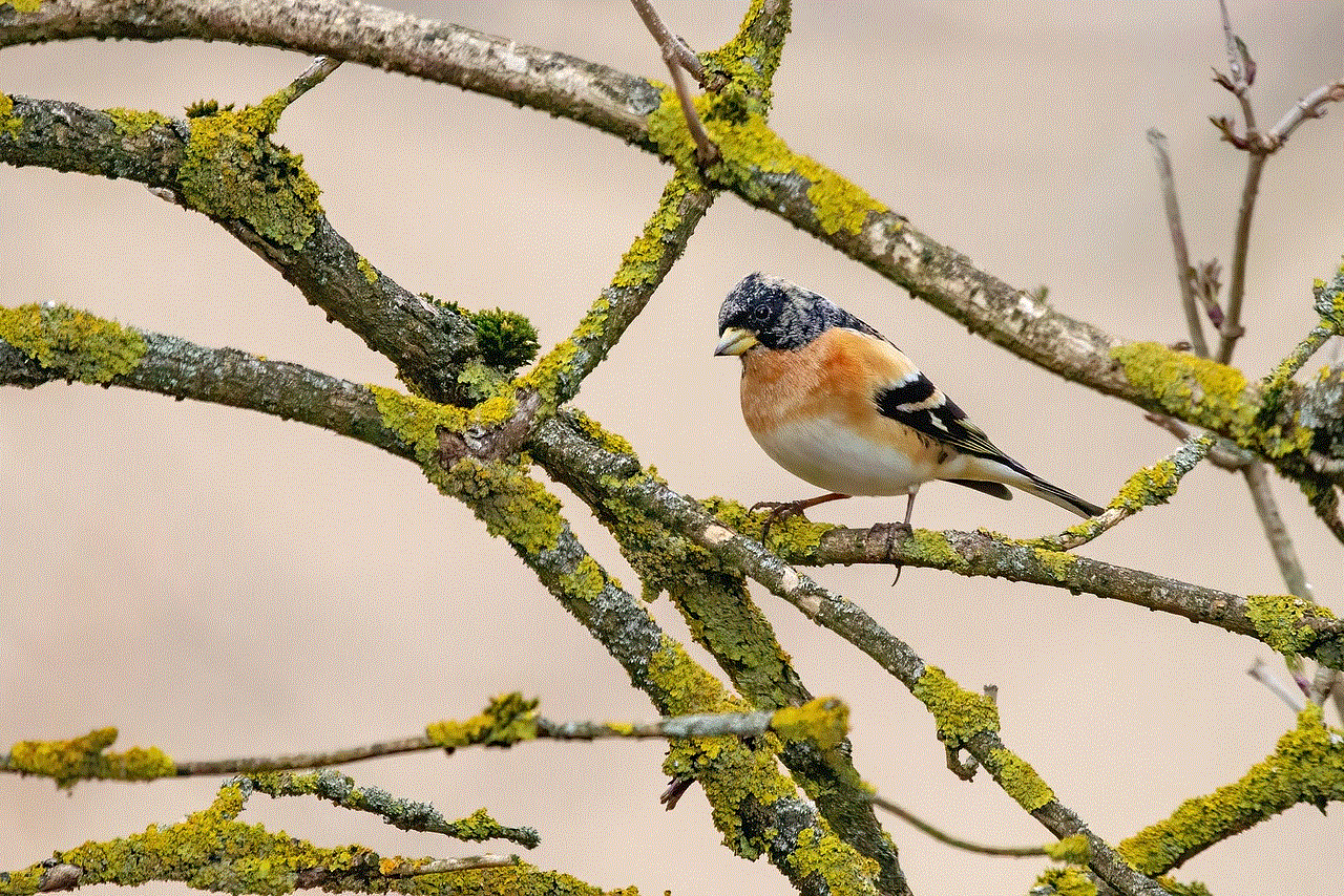 Bird Branches