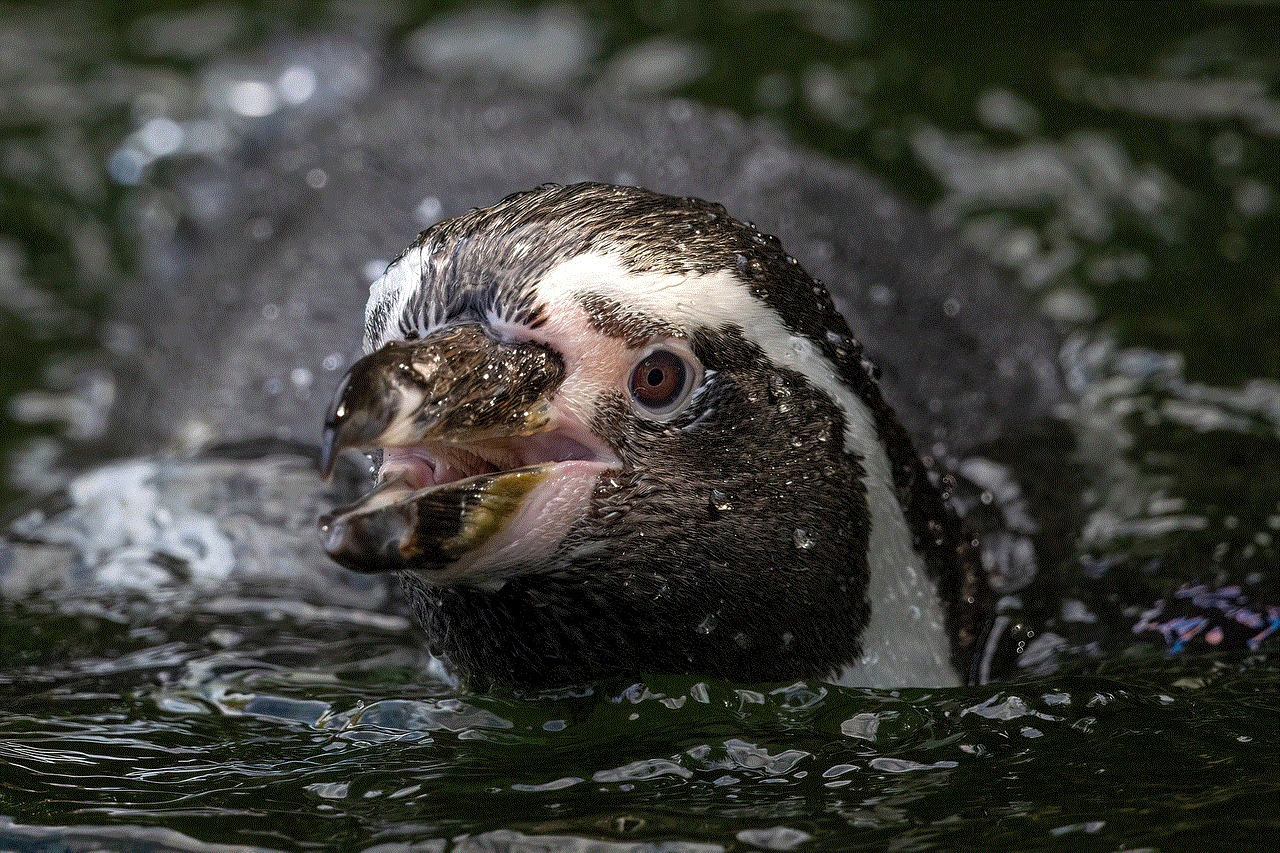 Humboldt Penguin Penguin
