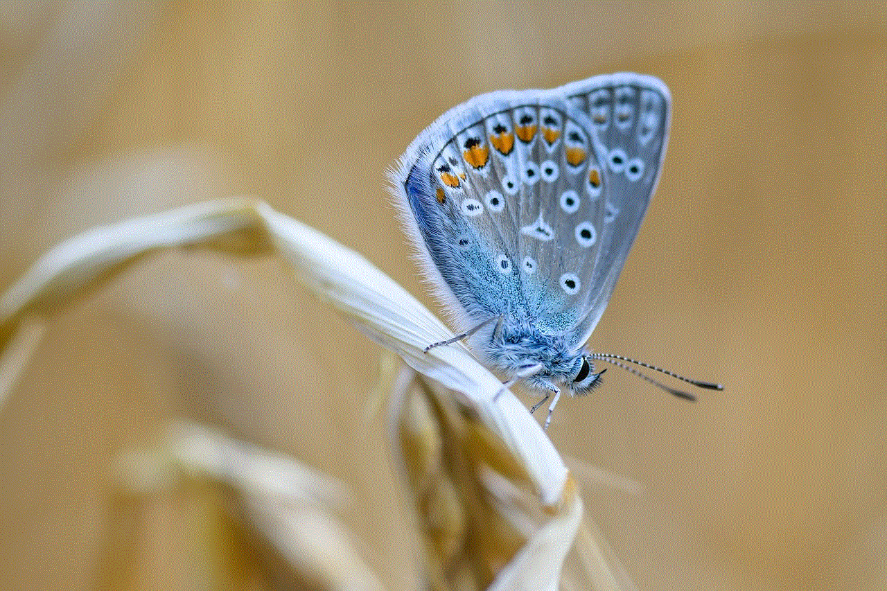 Butterfly Common Blue