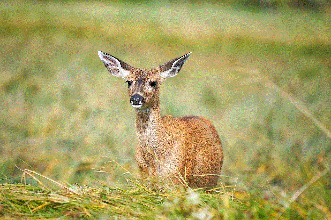 Fallow Deer Deer