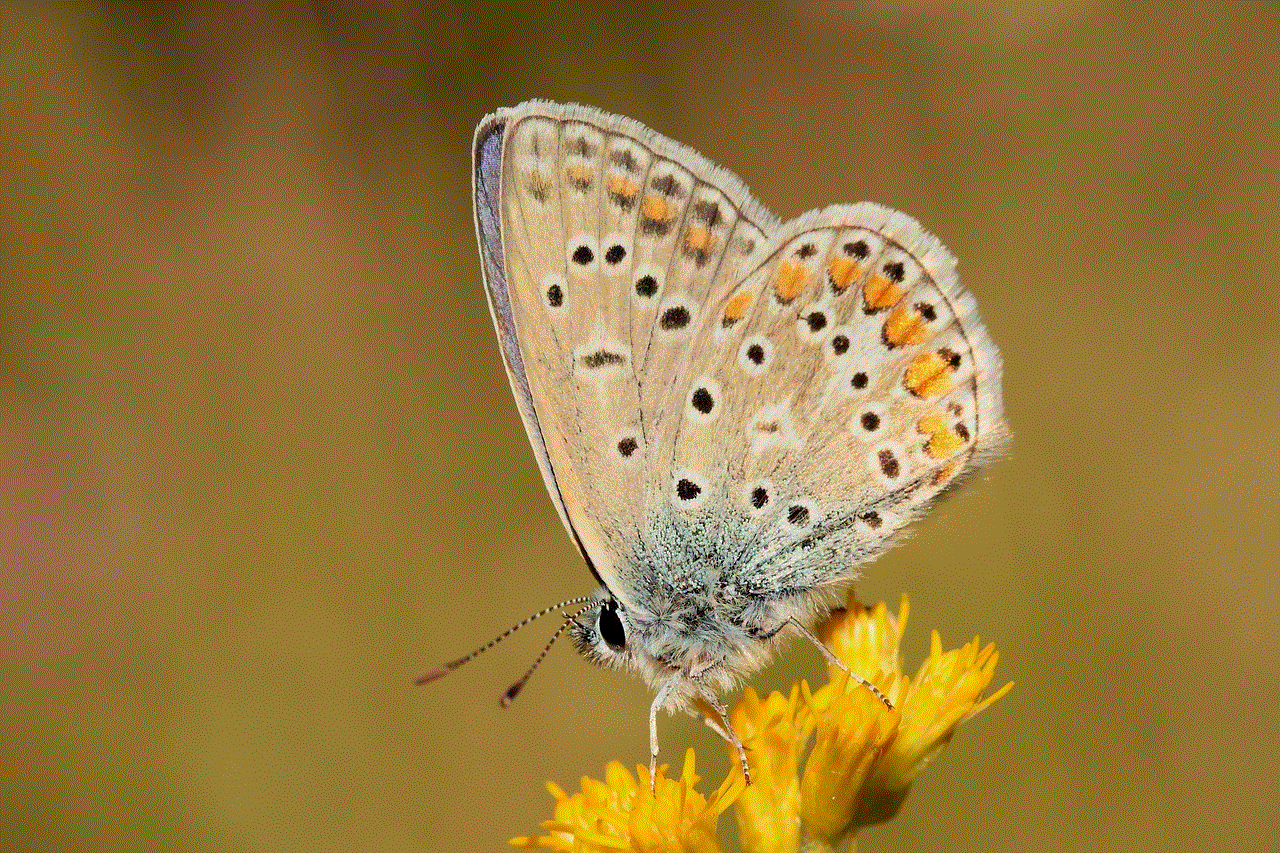 Silver-Studded Blue Goldenrod