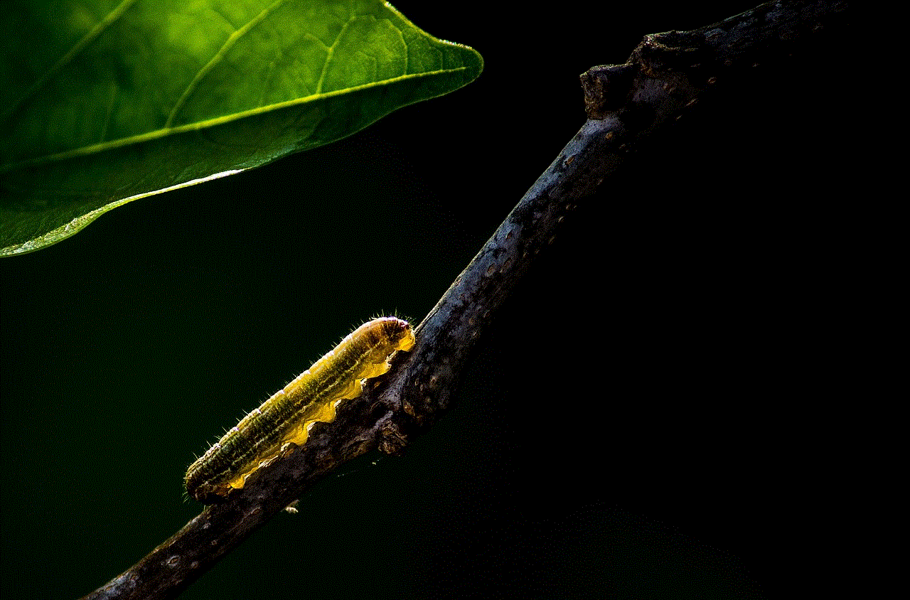 Insect Caterpillar