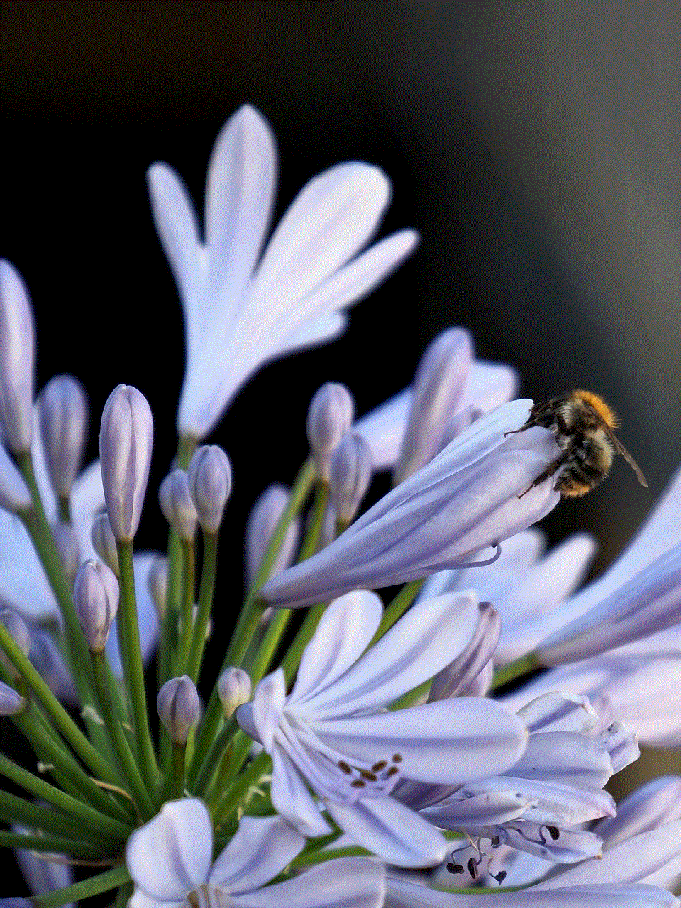 Bee Blossom