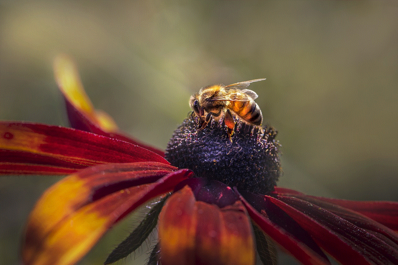 Western Honey Bee Yellow Flower