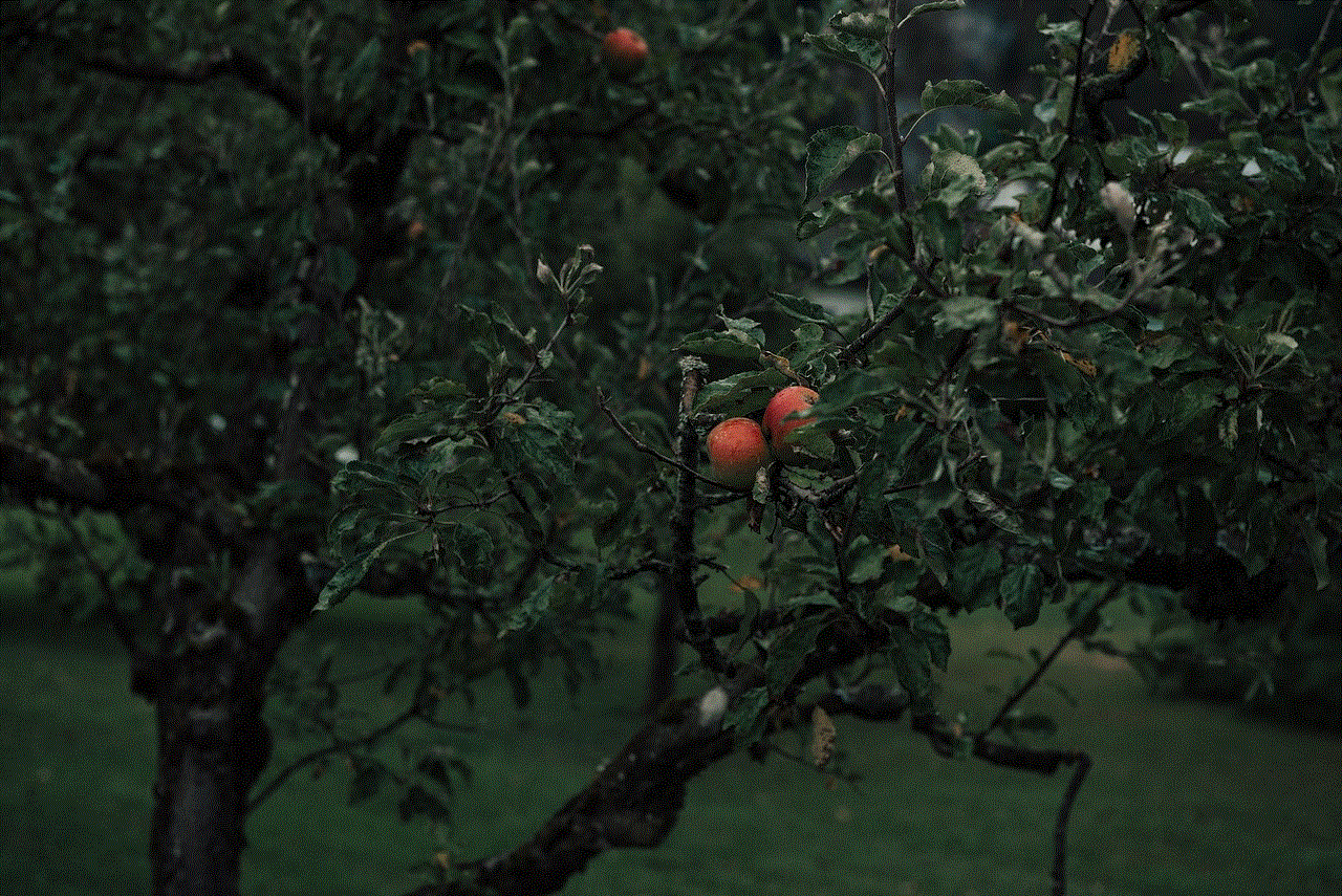 Apple Tree Apples
