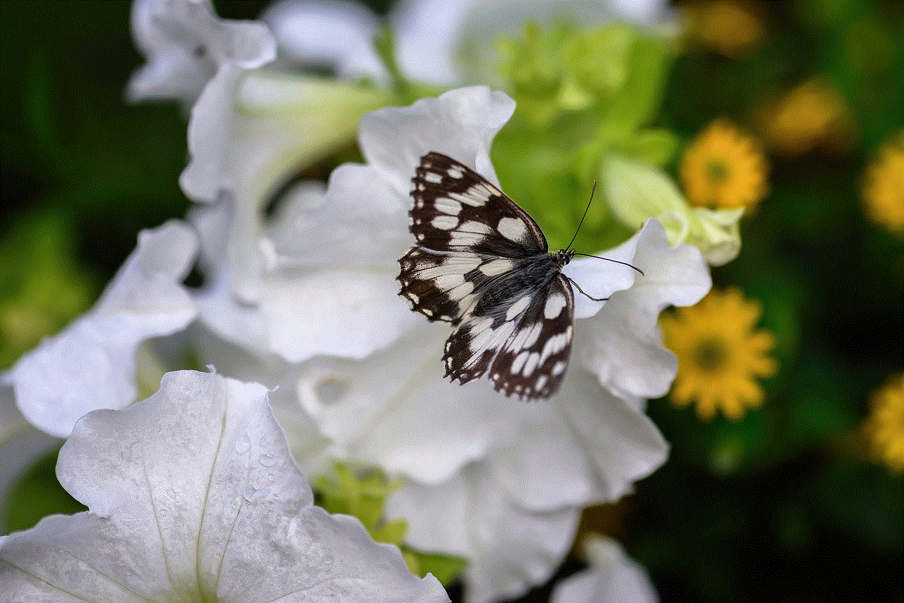 Butterfly Checkerboard
