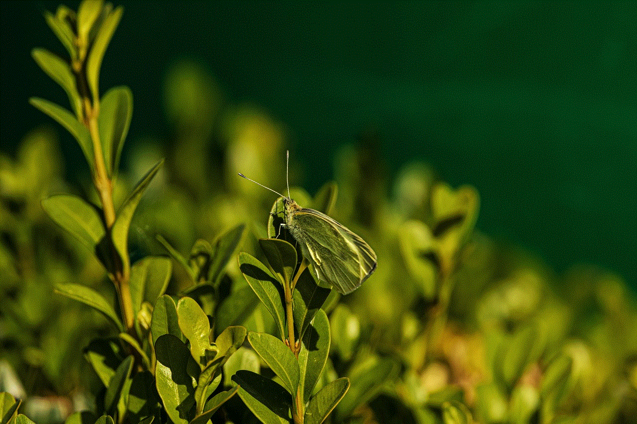 Butterfly Insect Butterfly Insect