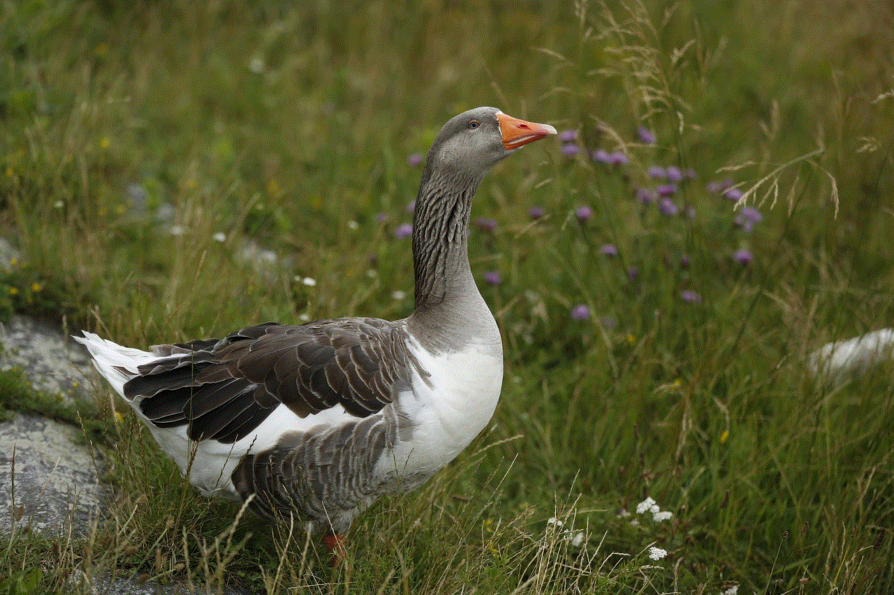 Goose Poultry