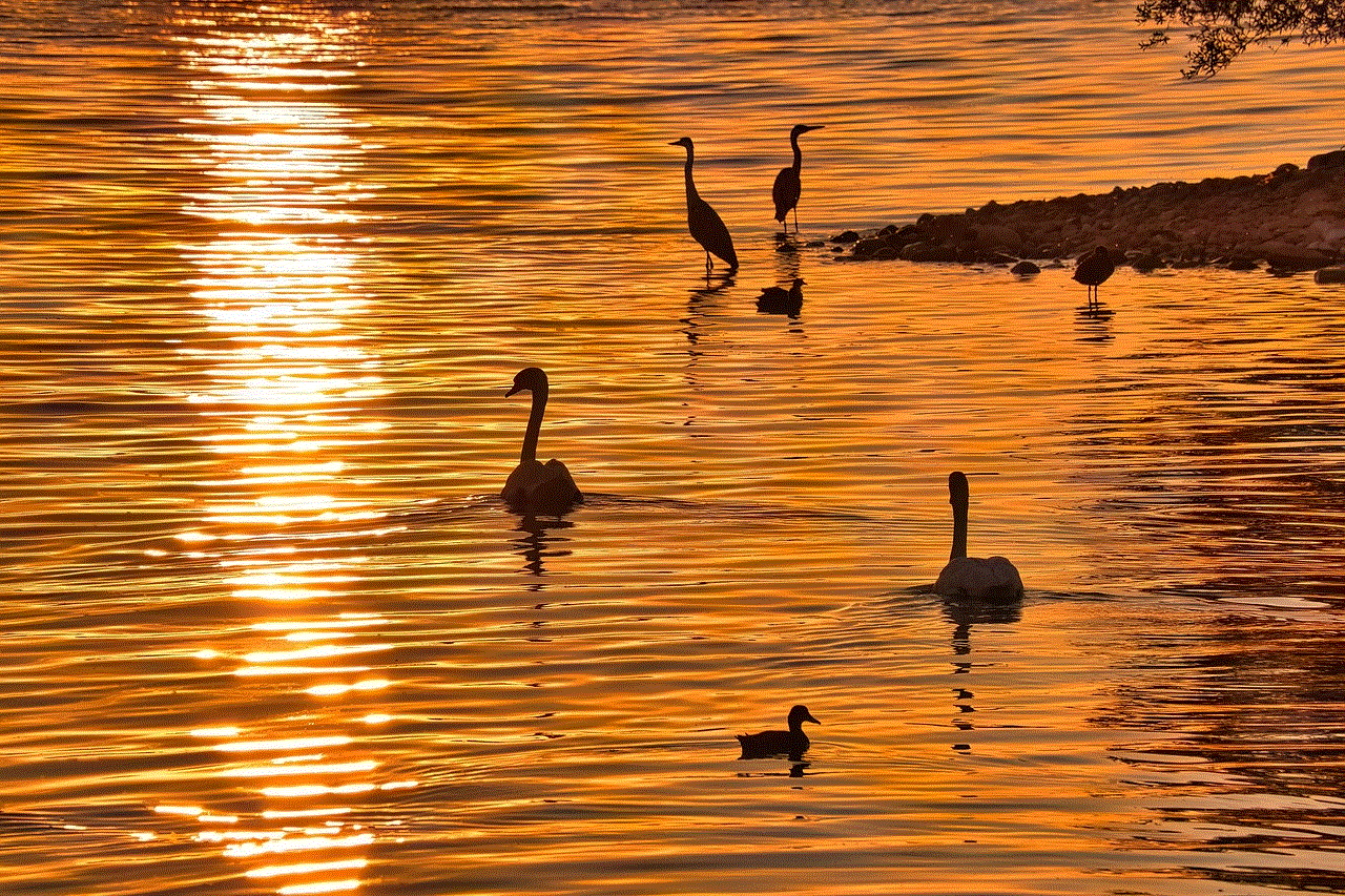 Birds Morning Sun