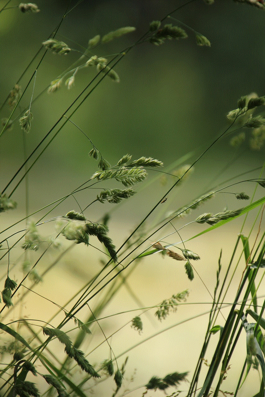 Grasses Meadow