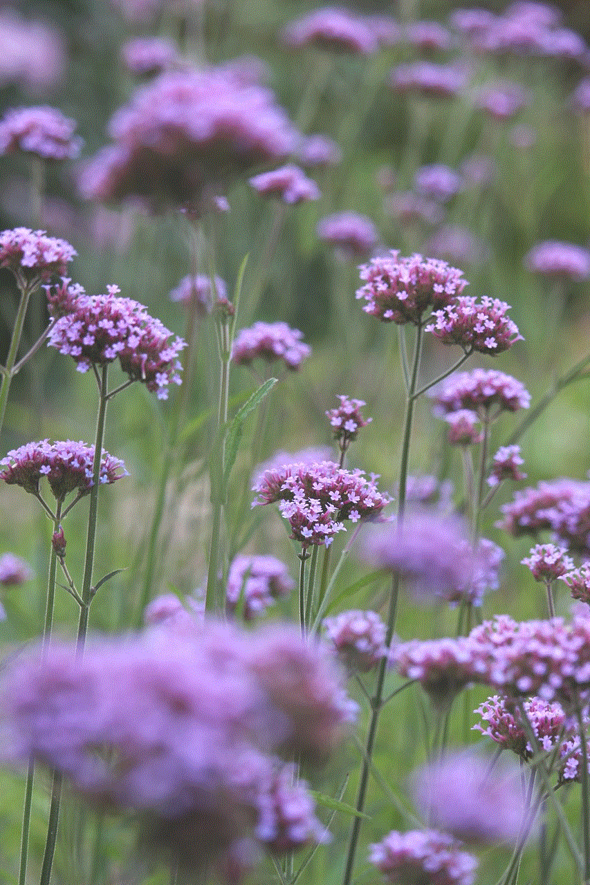 Verbena Blossoms