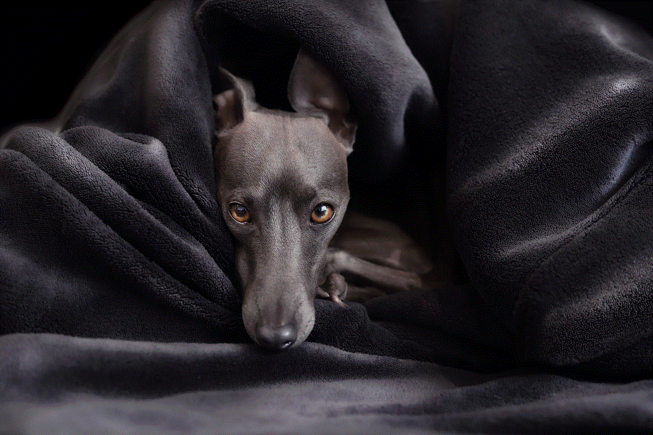 Dog Italian Greyhound