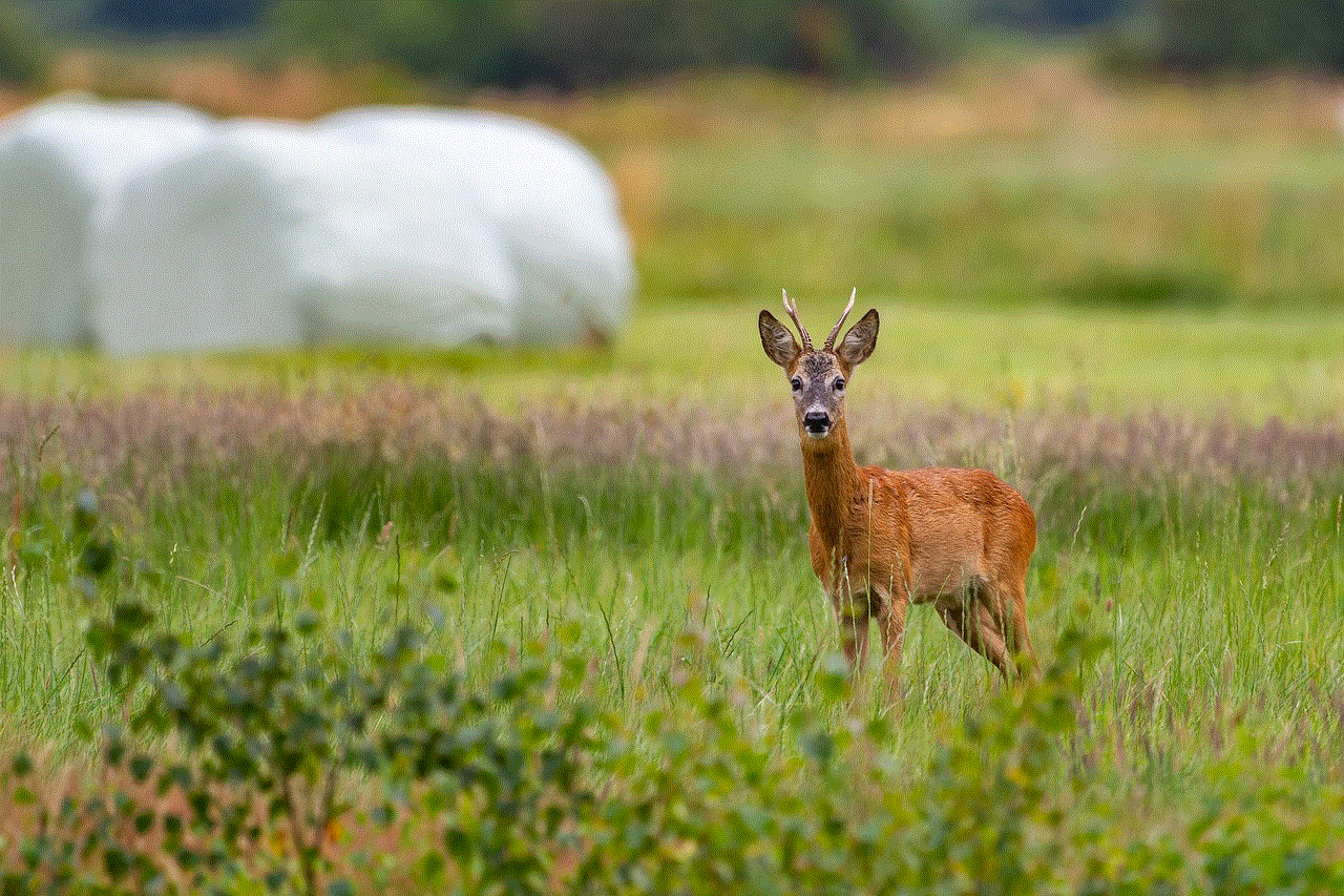 Roe Deer Deer