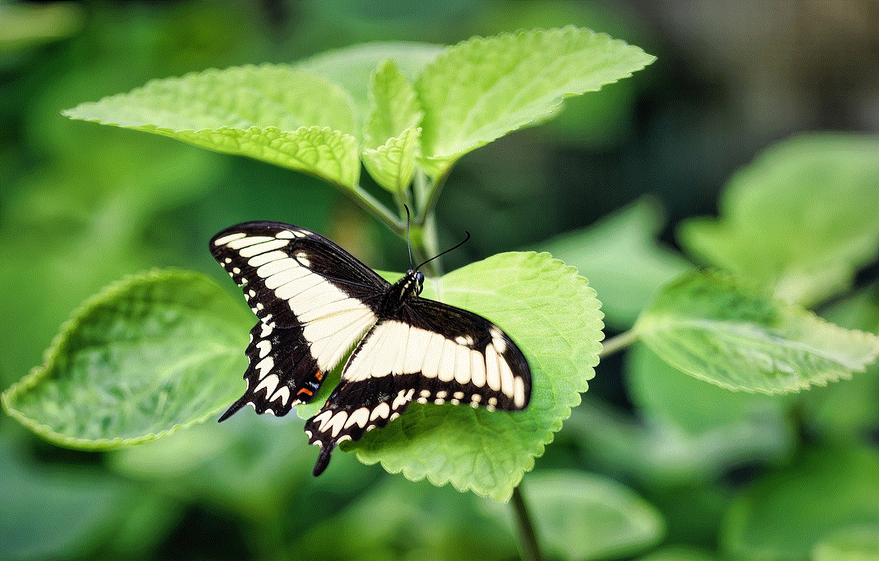 Papilio Ornythion Ornythion Swallowtail