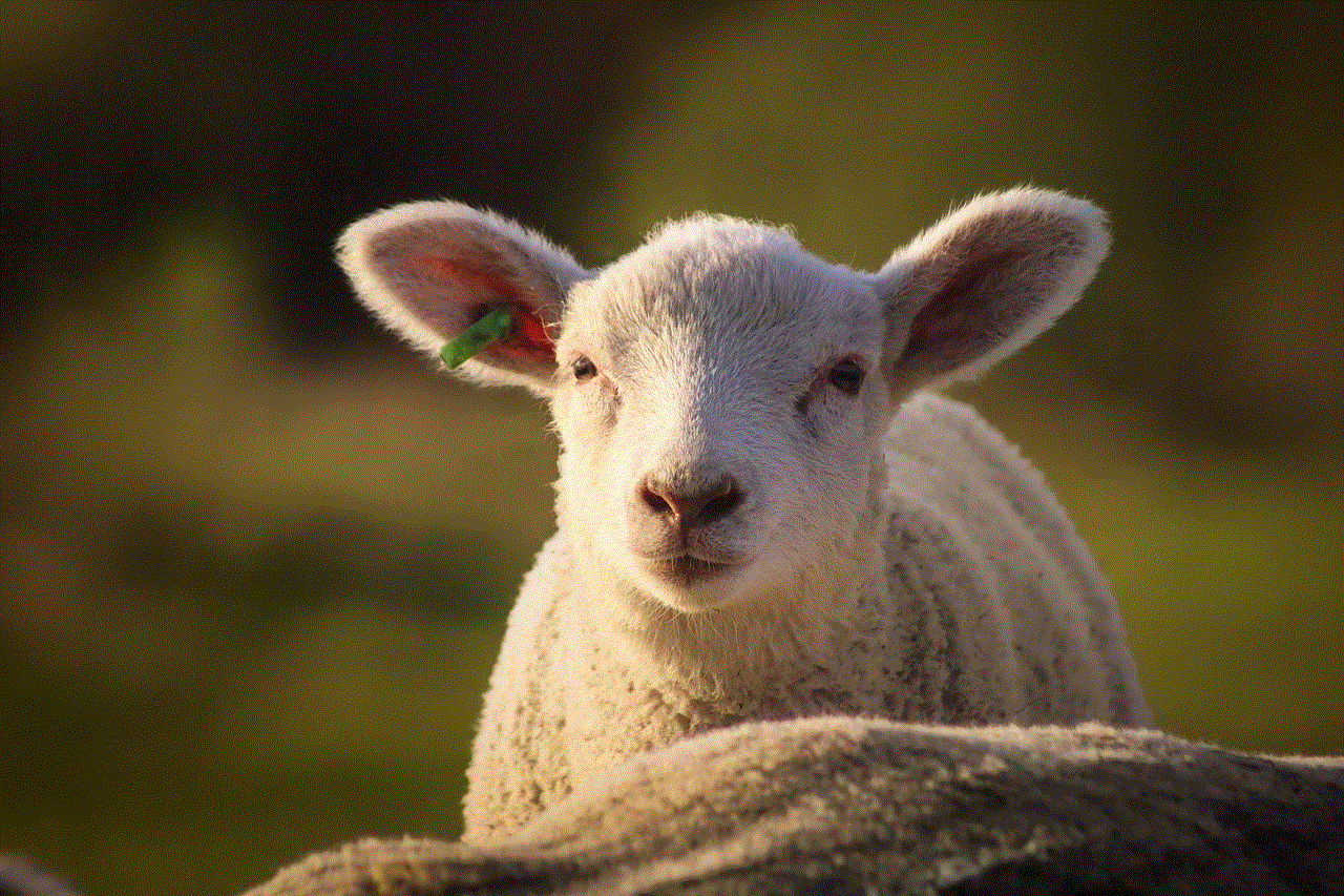 Sheep Lamb