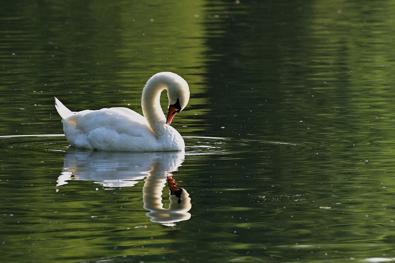 Swan Water Bird