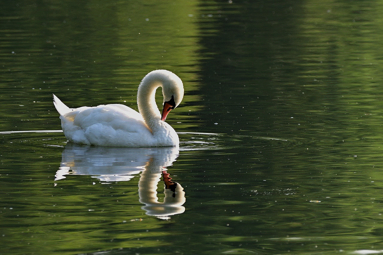 Swan Water Bird Swan Water Bird