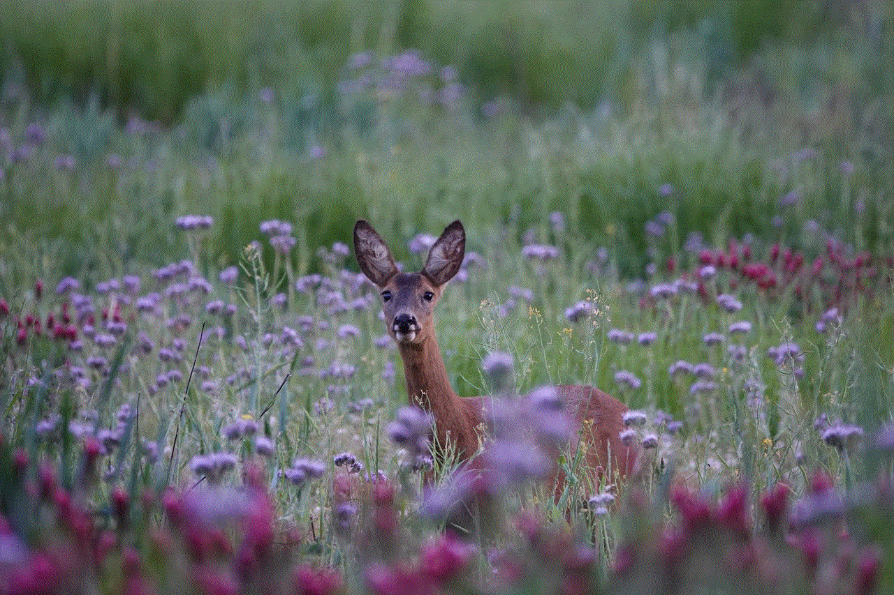 Deer Wildlife