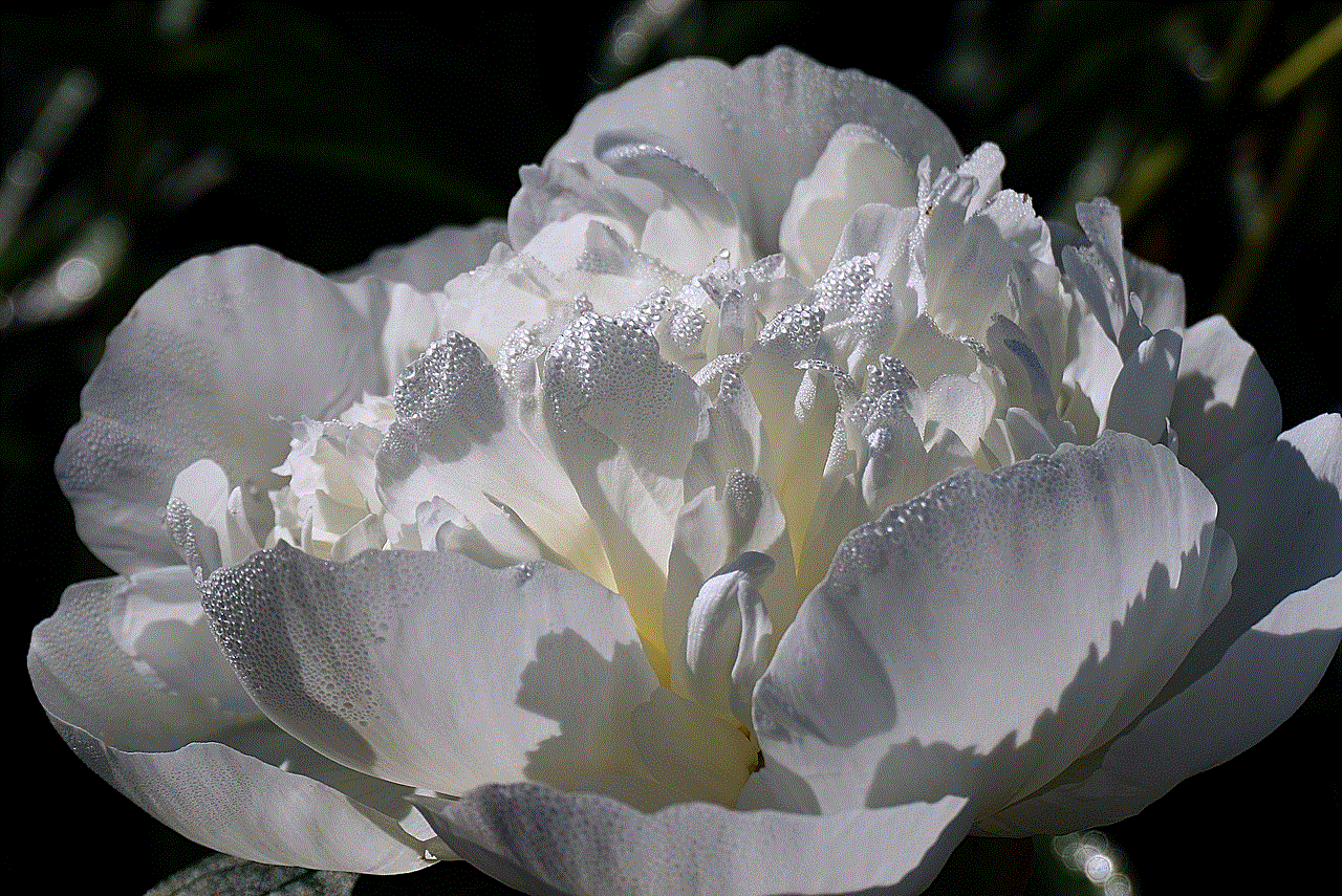 Flower Peony