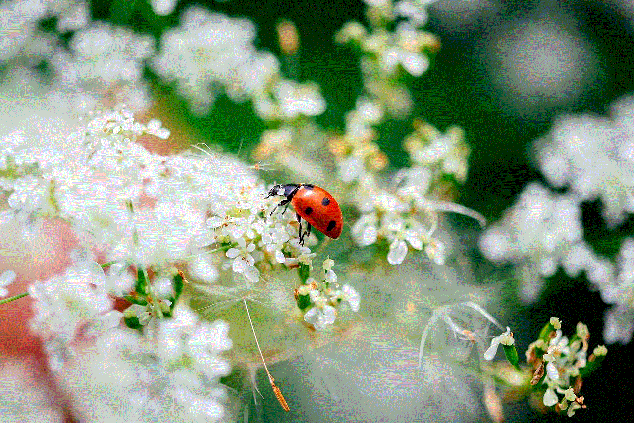 Insect Ladybug